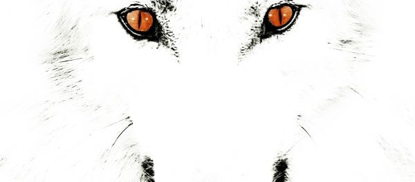 cover Wolfpakk - Rise of the Animal 2015